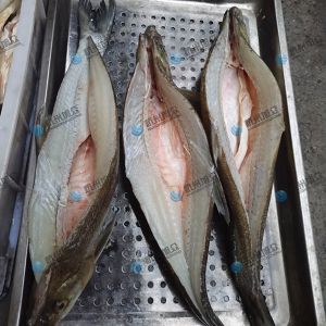 旭眾二枚開片殺魚機，翹嘴魚開背切片